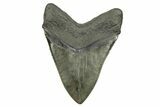 Fossil Megalodon Tooth - Beast From South Carolina #259698-2